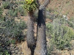 Pachypodium namaquanum flowering at every stem-tip