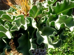 Pachypodium namaquanum leaves