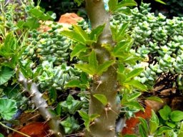 Pachypodium saundersii leaves