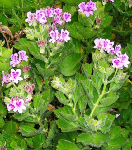 Pelargonium cucullatum west of the Kogelberg