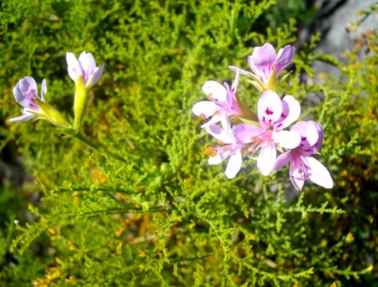 Pelargonium denticulatum flower umbels