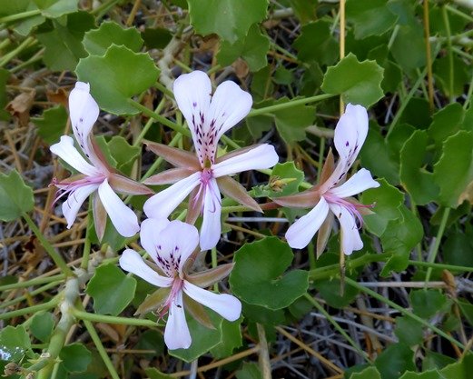Pelargonium desertorum