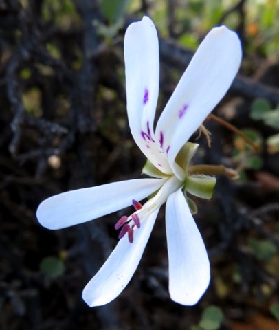 Pelargonium desertorum flower showing anthers
