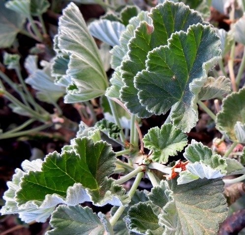 Pelargonium echinatum, the bobbejaan-t'neitjie