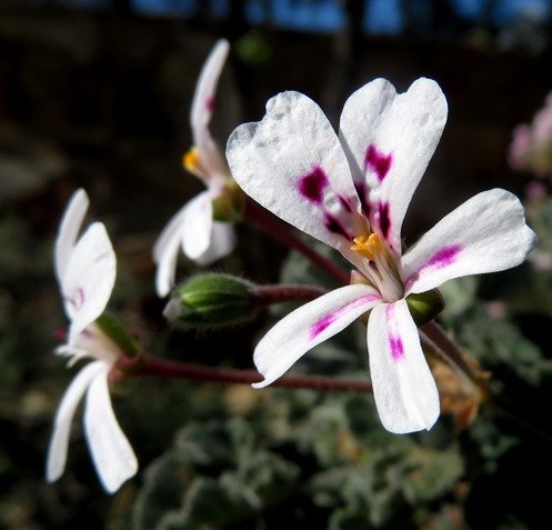 Pelargonium echinatum flowering white