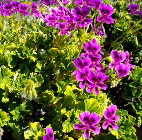 Pelargonium echinatum darker flowers
