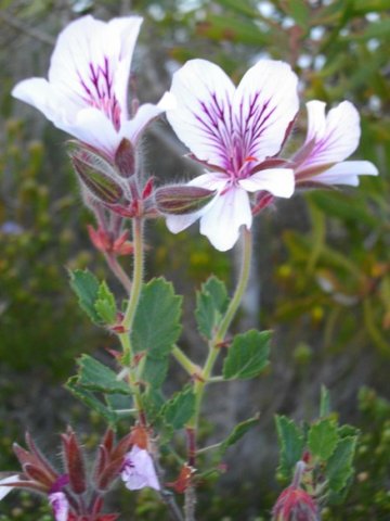 Pelargonium elegans