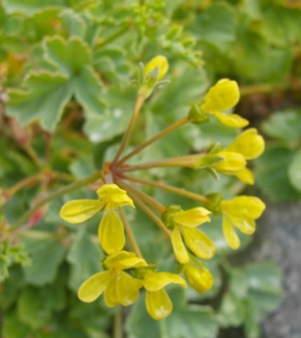 Pelargonium gibbosum in flower and still bearing leaves