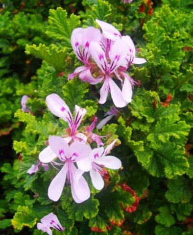 Pelargonium quercifolium leaves and flowers