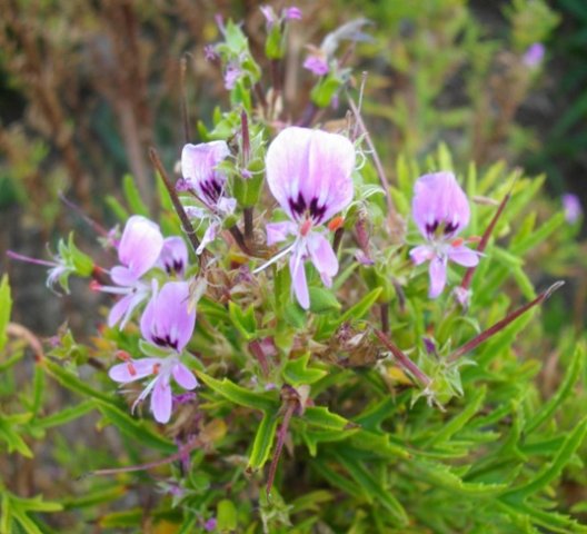 Pelargonium scabrum flowers 