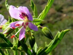 Pelargonium scabrum flower anthers, no stigma
