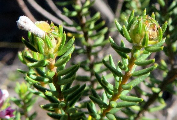 Phylica lachneaeoides nearing the end of the exercise