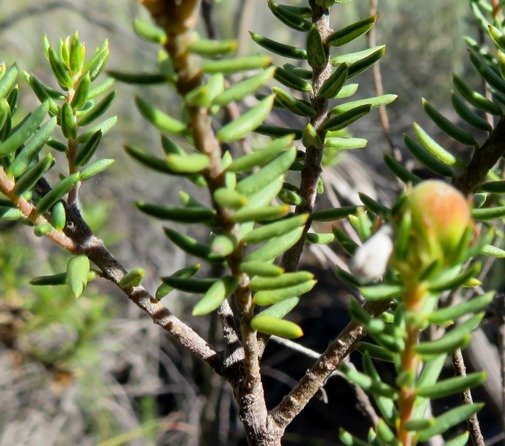 Phylica lachneaeoides leaves