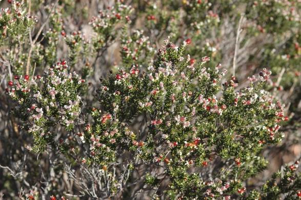Phylica lanata