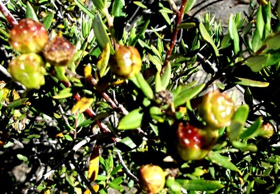Phylica oleifolia