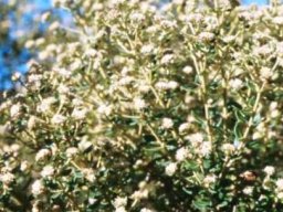 Phylica buxifolia in flower