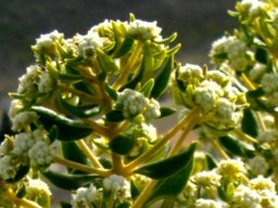 Phylica buxifolia flowers begin to open