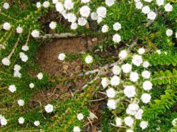 Phylica ericoides