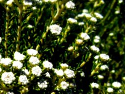 Phylica ericoides stem-tips