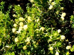 Phylica buxifolia fruit