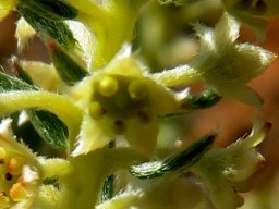 Phylica villosa flower