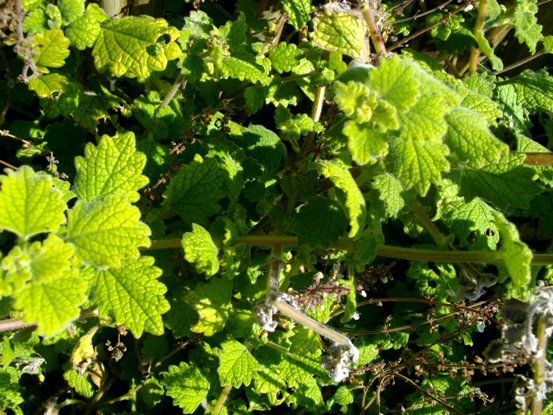 Plectranthus grandidentatus