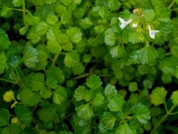 Plectranthus strigosus