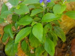 Plectranthus zuluensis
