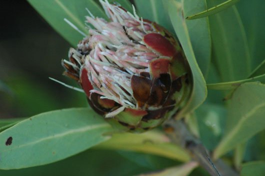 Protea caffra flowerhead towards the end of its cycle