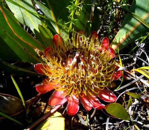Protea acaulos flowerhead bracts red