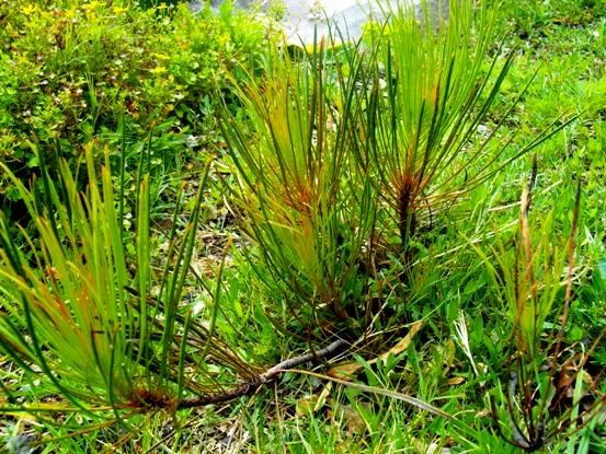 Protea angustata leaves