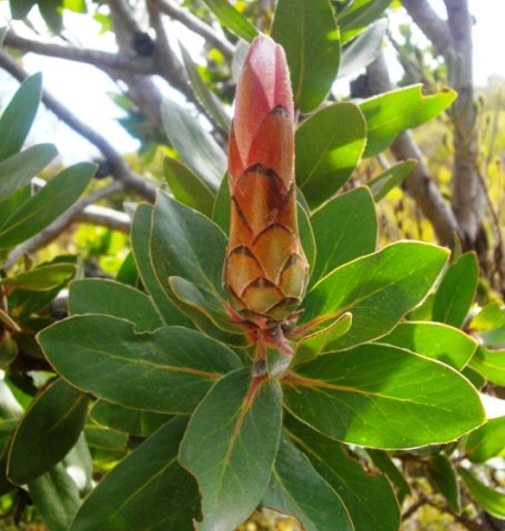 Protea aurea subsp. aurea pink bud