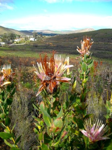 Protea aurea subsp. aurea having escaped a big fire at Greyton