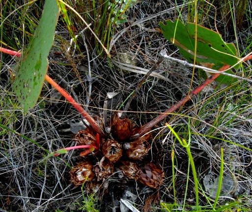 Protea cordata flowerheads at ground level