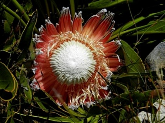 Protea cryophila maturing flowerhead