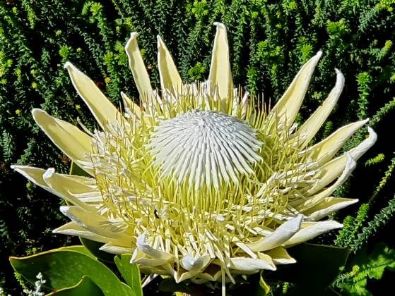 Protea cynaroides flowering nearly white
