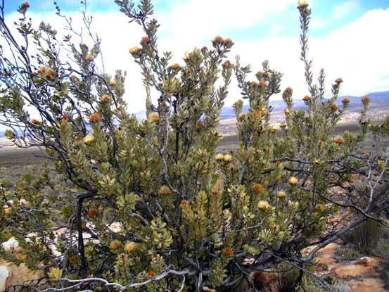 Protea glabra