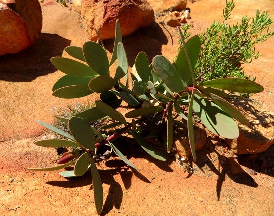 Protea glabra, tomorrows big bush