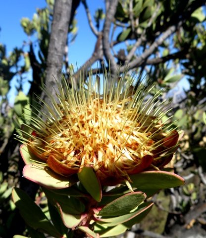 Protea glabra flowerhead straight styles and collapsed perianths