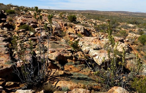 Protea glabra in typical habitat