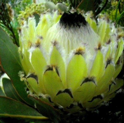 Protea magnifica beard in three colours