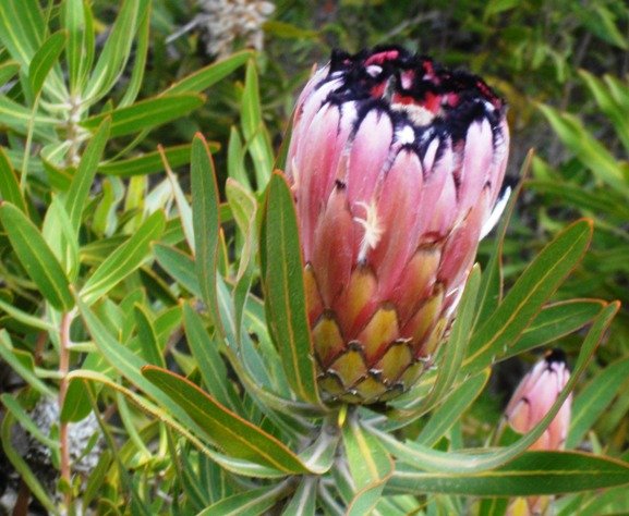 Protea neriifolia