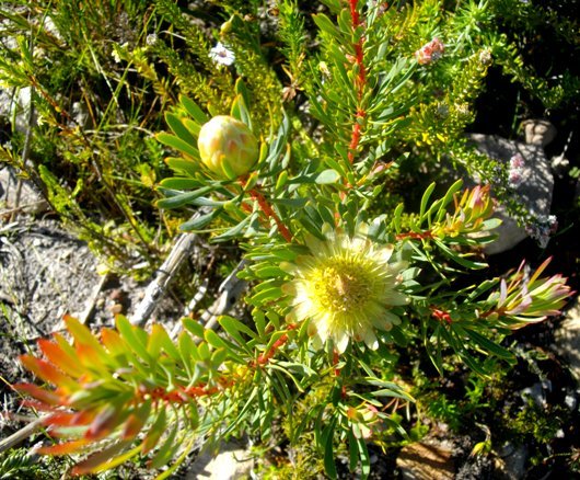 Protea scolymocephala