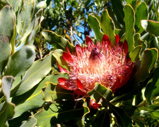 Protea susannae open flowerhead nestling among leaves