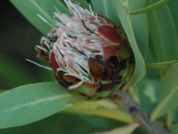 Protea caffra flowerhead towards the end of its cycle