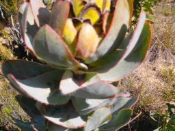 Protea eximia bud at Greyton