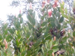 Protea aurea subsp. aurea