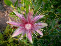 Protea aurea subsp. aurea young flowerhead