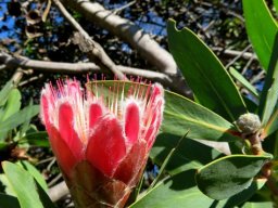 Protea aurea subsp. aurea young flowerhead