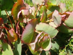 Protea cordata